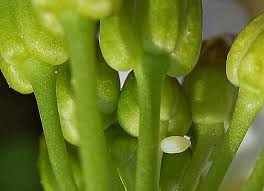 Attēlu rezultāti vaicājumam “Anthocharis cardamines underside”