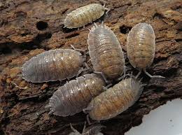 Attēlu rezultāti vaicājumam “Porcellio scaber”