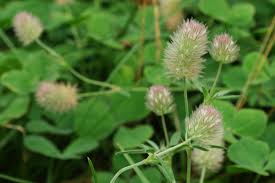 Attēlu rezultāti vaicājumam “Trifolium arvense”