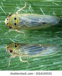 Attēlu rezultāti vaicājumam “Macrosteles sp. imago”