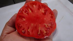 Afbeeldingsresultaat voor brandywine sudduth tomato