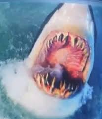 Image result for Furgaleus macki