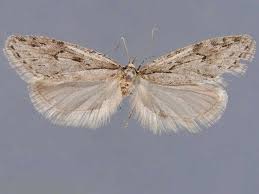 Attēlu rezultāti vaicājumam “Semioscopis avellanella imago”