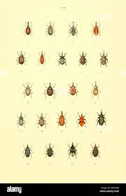 Attēlu rezultāti vaicājumam “Brachonyx pineti”