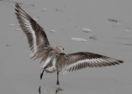 Attēlu rezultāti vaicājumam “Calidris alba”