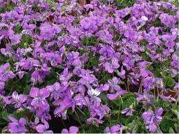 Attēlu rezultāti vaicājumam “Viola hirta”