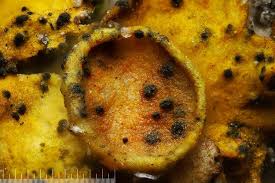 Attēlu rezultāti vaicājumam “Lichenoconium xanthoriae”