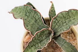 「扭蘭」的圖片搜尋結果