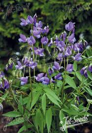 Attēlu rezultāti vaicājumam “Lathyrus vernus”