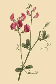 Attēlu rezultāti vaicājumam “Lathyrus tuberosus leaf”