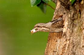 Image result for Jynx torquilla