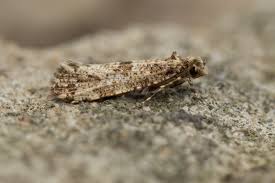 Attēlu rezultāti vaicājumam “Morophaga choragella”