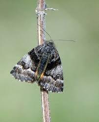 Attēlu rezultāti vaicājumam “Boudinotiana notha”