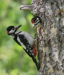 Attēlu rezultāti vaicājumam “Dendrocopos major male”