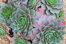 Image result for echtes Hauswurz