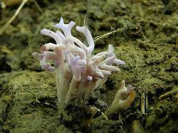 Attēlu rezultāti vaicājumam “Ramariopsis pulchella”