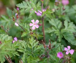 Attēlu rezultāti vaicājumam “Geranium robertianum leaf”