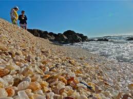 Image result for mountain top seashell