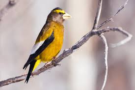 Image result for Hesperiphona vespertina