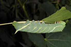 Attēlu rezultāti vaicājumam “Laothoe amurensis”