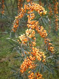 Attēlu rezultāti vaicājumam “Hippophae rhamnoides fruit”
