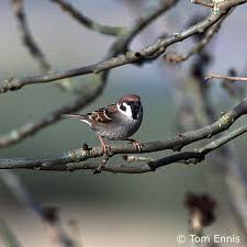 Image result for Passer montanus