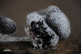 Attēlu rezultāti vaicājumam “Stemonitopsis typhina spores”