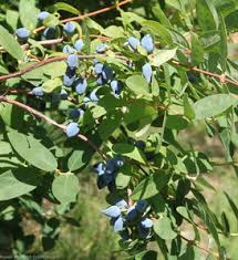 Attēlu rezultāti vaicājumam “Lonicera caerulea var. pallasii fruit”