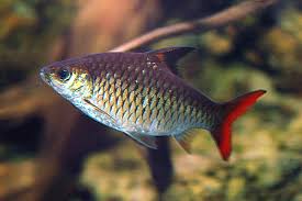 Image result for Barbus barbus