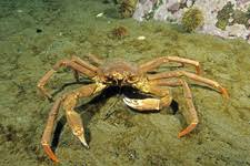 Image result for Hyas coarctatus