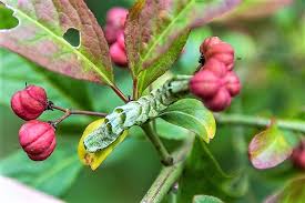 Attēlu rezultāti vaicājumam “Melanchra persicariae larva”