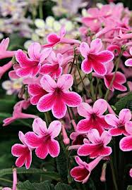 Image result for Streptocarpus