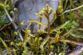 Attēlu rezultāti vaicājumam “Hamatocaulis vernicosus”