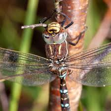 Attēlu rezultāti vaicājumam “Aeshna juncea male”