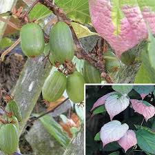 Attēlu rezultāti vaicājumam “Actinidia kolomikta fruit”
