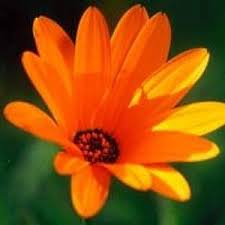 Image result for Dimorphotheca sinuata