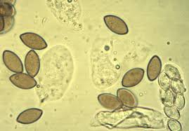 Attēlu rezultāti vaicājumam “Ophiostoma polyporicola”