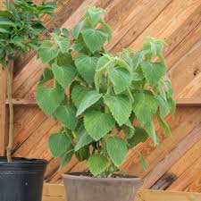 Attēlu rezultāti vaicājumam “Libanotis montana leaf”