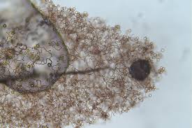 Attēlu rezultāti vaicājumam “Comatricha tenerrima spores”