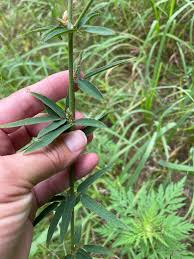 Attēlu rezultāti vaicājumam “Diderma globosum sessile”