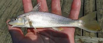 Image result for Menticirrhus americanus