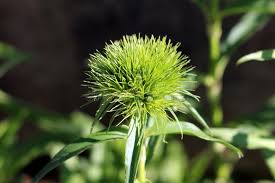 Attēlu rezultāti vaicājumam “Cirsium acaule leaf”