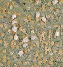 Attēlu rezultāti vaicājumam “Chionaspis salicis”