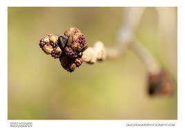 Attēlu rezultāti vaicājumam “Fraxinus excelsior bud”