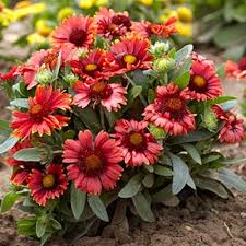 Image result for Gaillardia