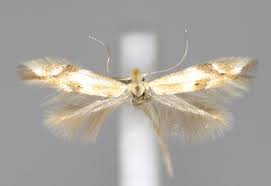 Attēlu rezultāti vaicājumam “Bucculatricidae”