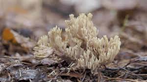 Attēlu rezultāti vaicājumam “Tremellodendropsis tuberosa”