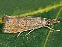 Attēlu rezultāti vaicājumam “Platytes alpinella”