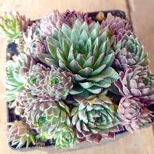 Attēlu rezultāti vaicājumam “Jovibarba globifera flower”