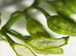 Attēlu rezultāti vaicājumam “Rorippa palustris fruit”